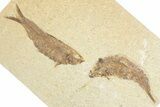 Limestone with Two Fossil Fish (Knightia) - Wyoming #348106-3